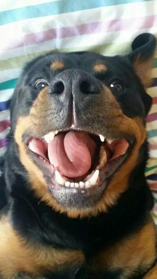 rottie 
