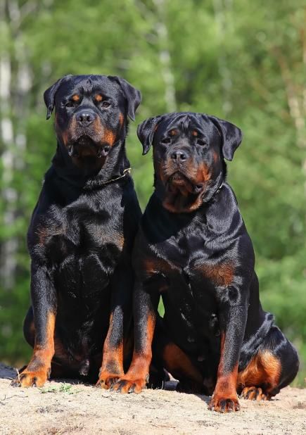 photos de rottweilers