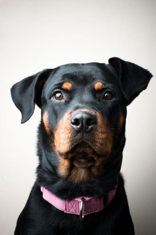 rottweiler photo