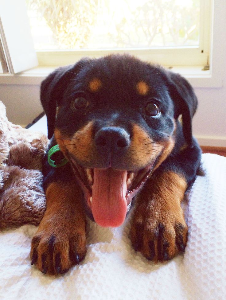 pattes rottweiler