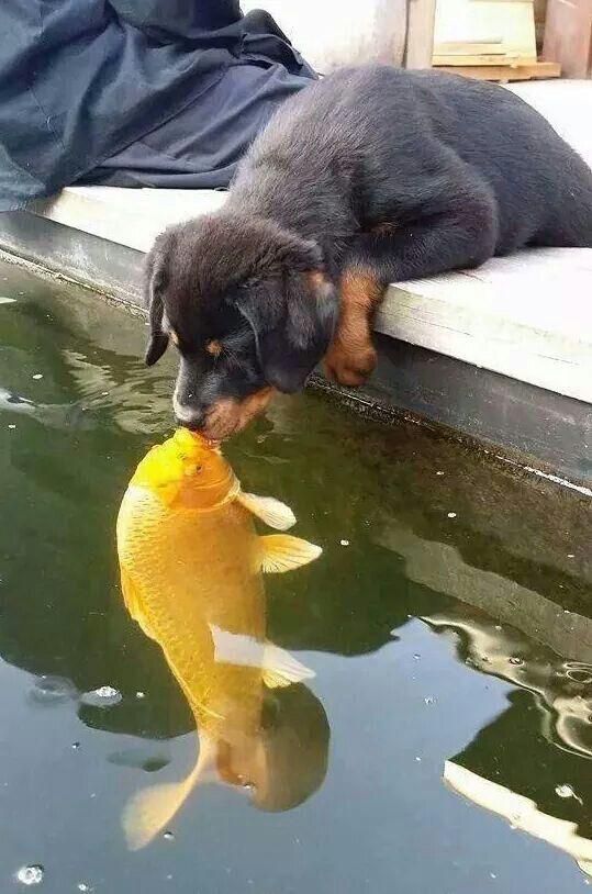 rottweiler poisson