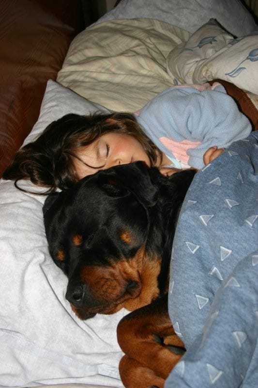 rottweiler et enfant