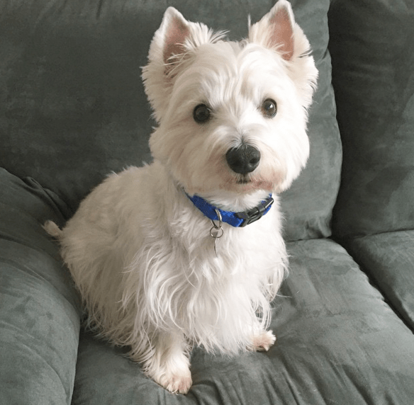 westie-2