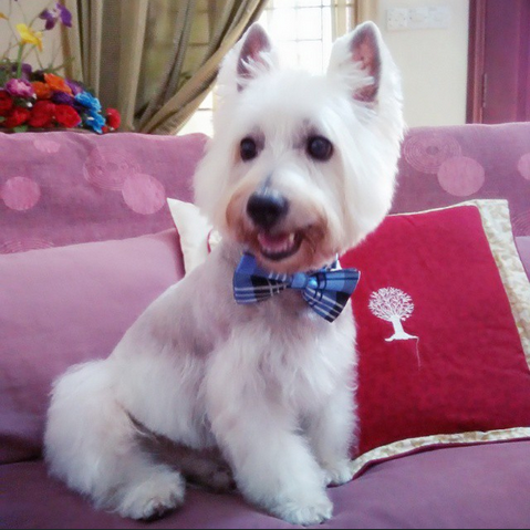 westie 5