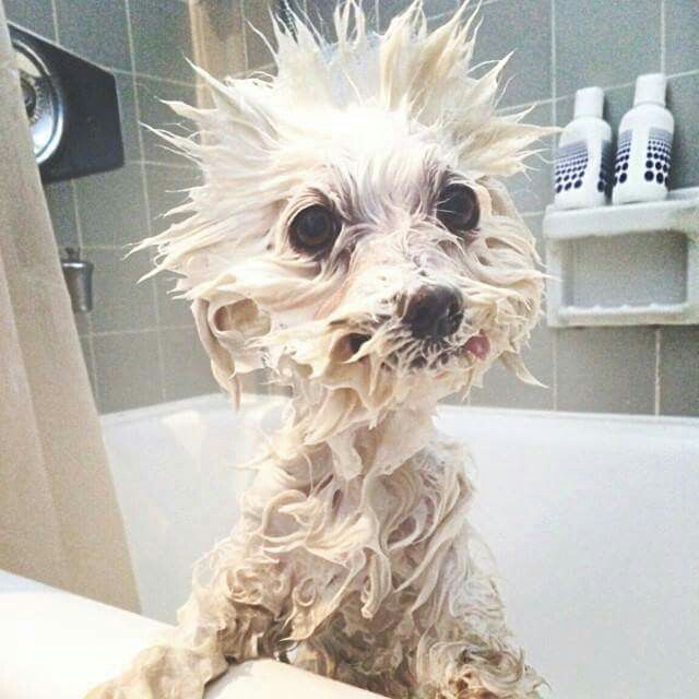 westie bath