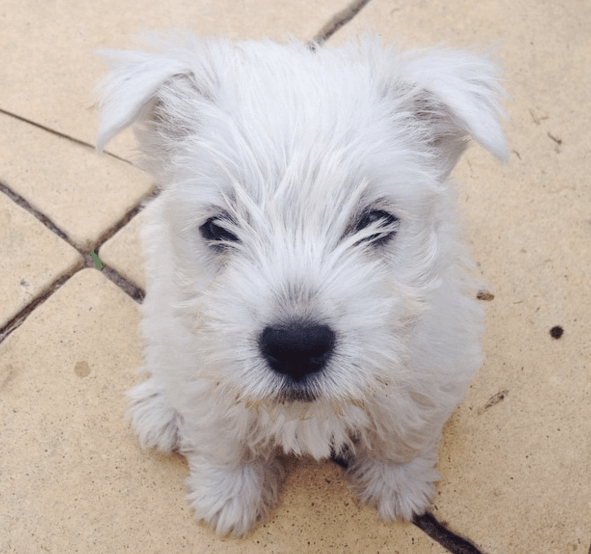 westie-1