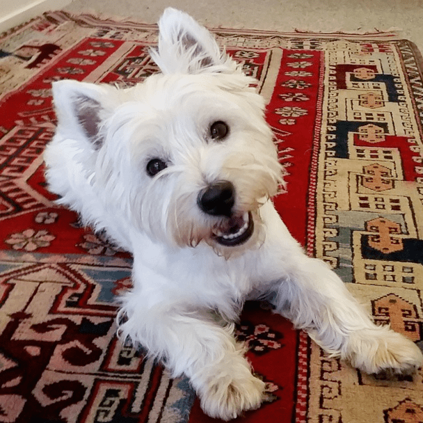 westie-11