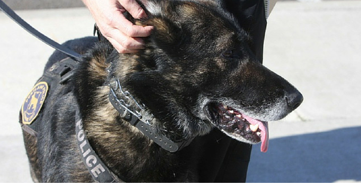 Diesel-collecte-chien-Raid-4