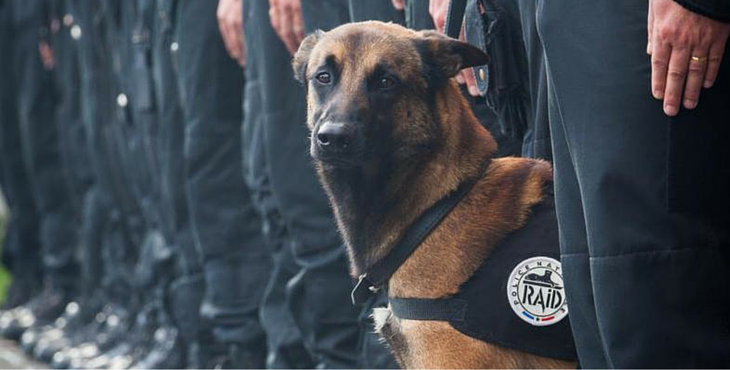 Diesel-collecte-chien-Raid-3