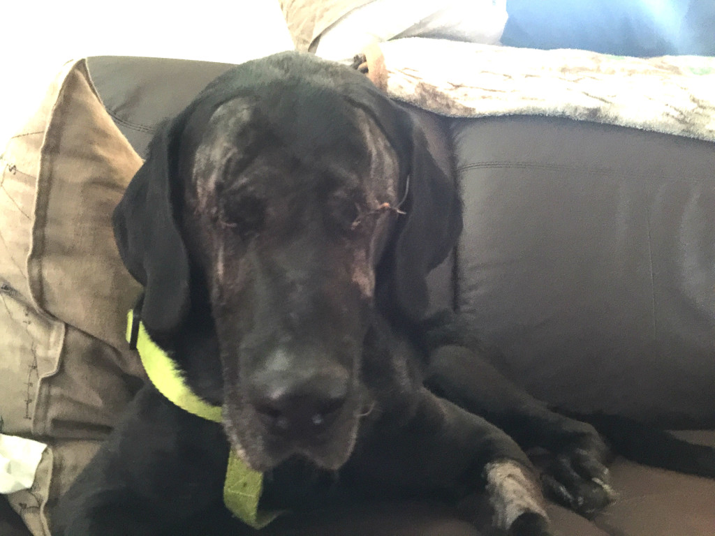 Labrador-aveugle-sauve-4