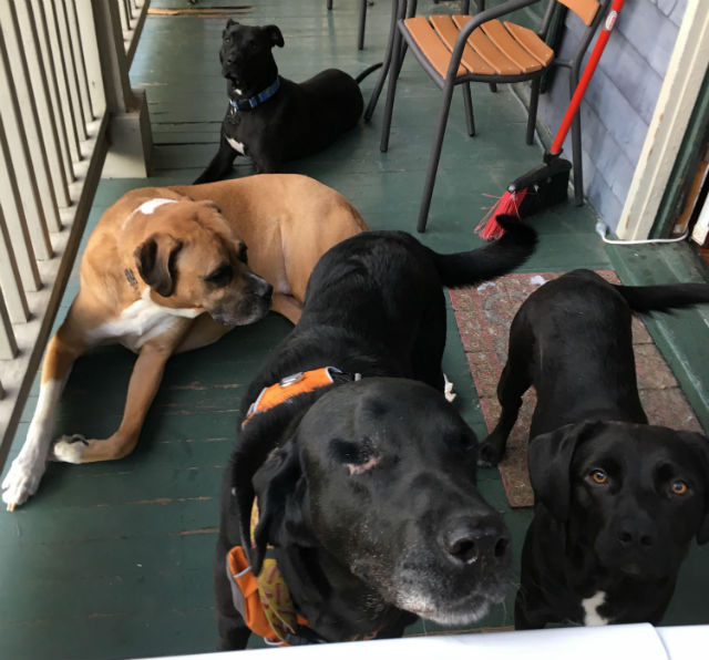 Labrador-aveugle-sauve-8