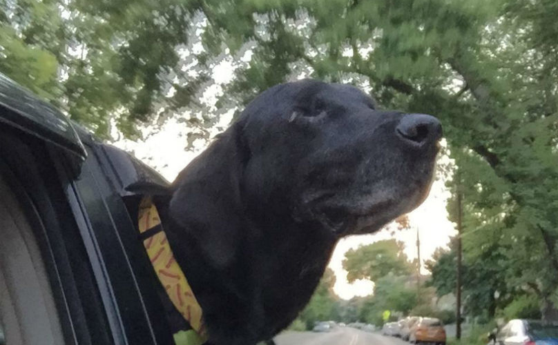 Labrador-aveugle-sauve-2