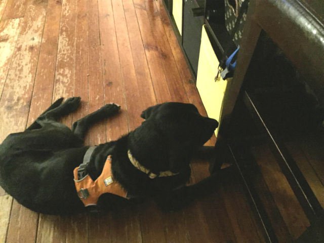 Labrador-aveugle-sauve-6