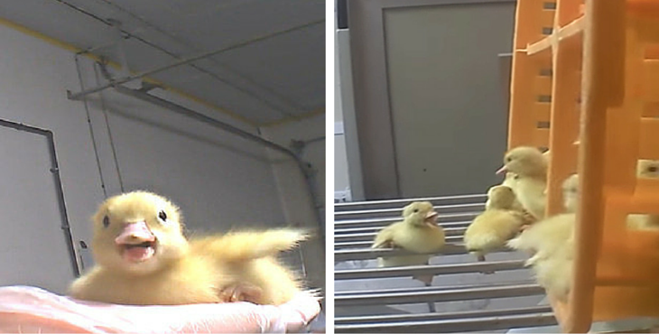 foie-gras-canard-cover