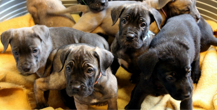 vente-animaux-loi-cover