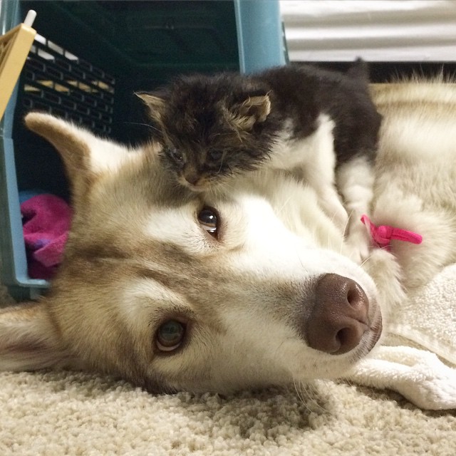 husky-kitten-cover