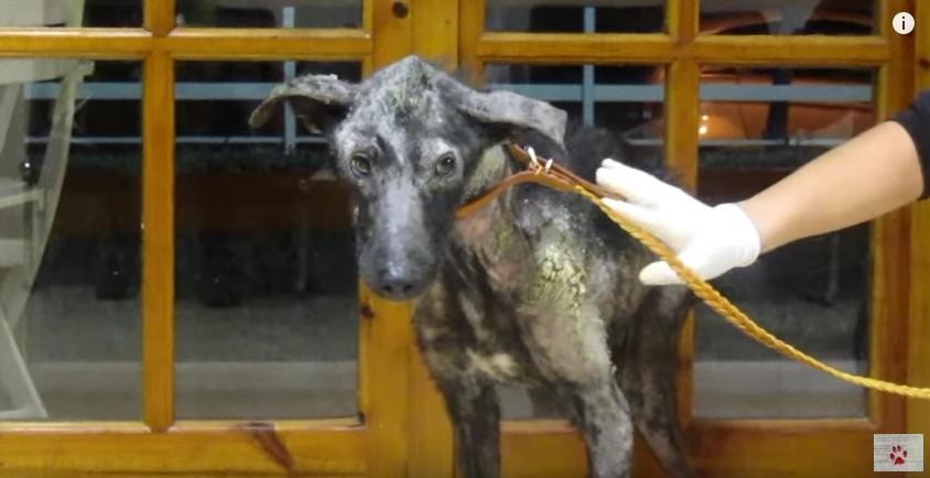 Billy-mange-dog-rescue-3