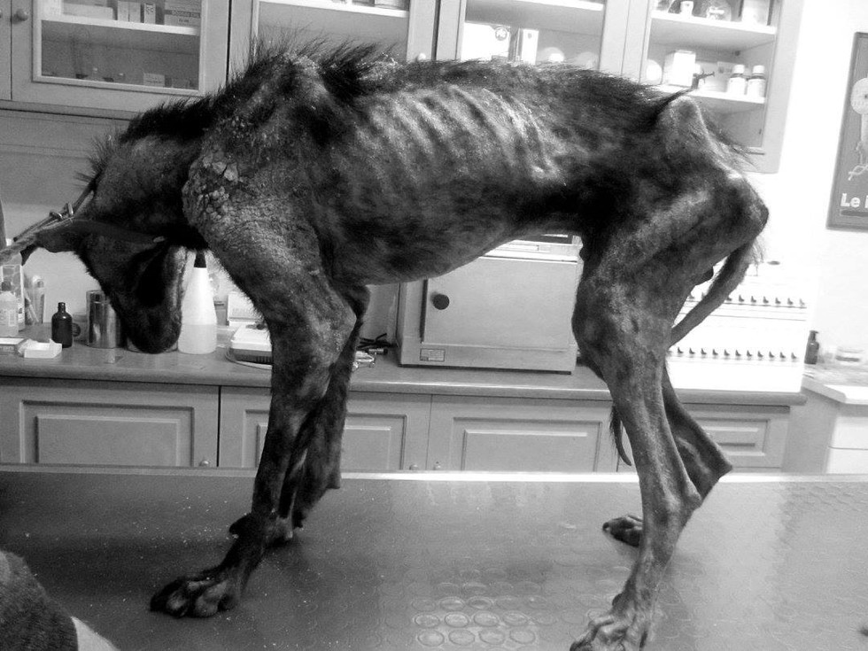 Billy-mange-dog-rescue-2