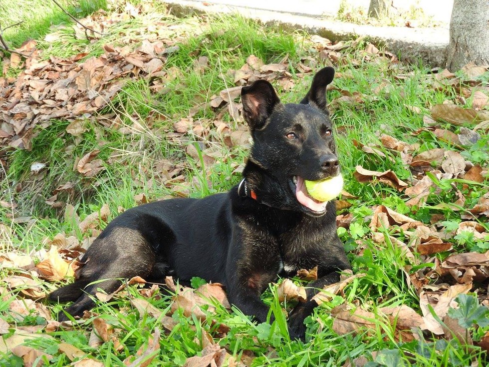 Billy-mange-dog-rescue-9