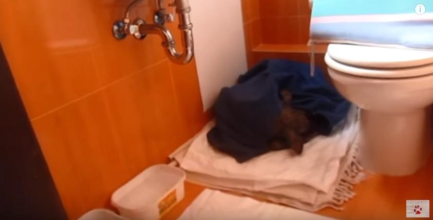 Billy-mange-dog-rescue-12