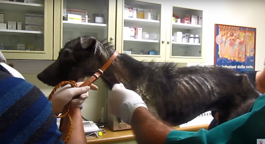 Billy-mange-dog-rescue-19