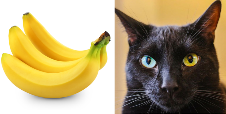 bananes-chats-7