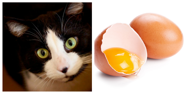 oeufs-chats-4