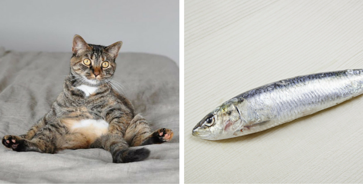 huile-poisson-chats-2