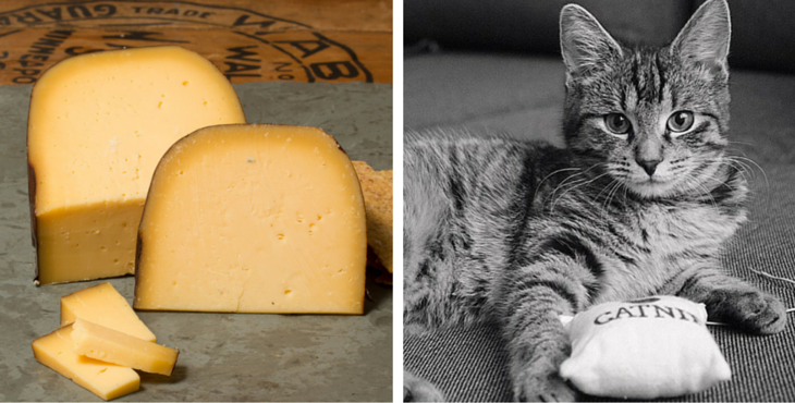 fromage-chats-10