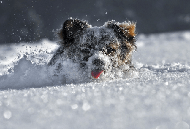 winter-dogs-1