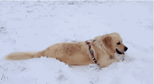 winter-dogs-8