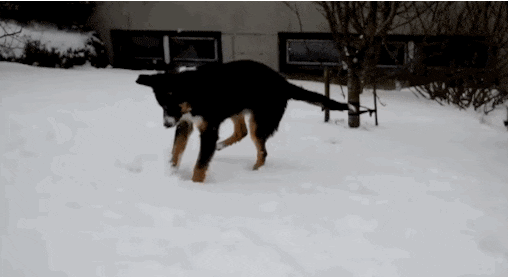 winter-dogs-9