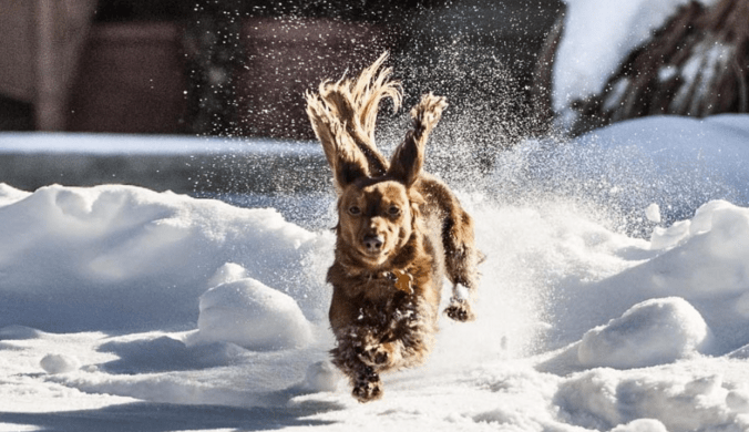 winter-dogs-15