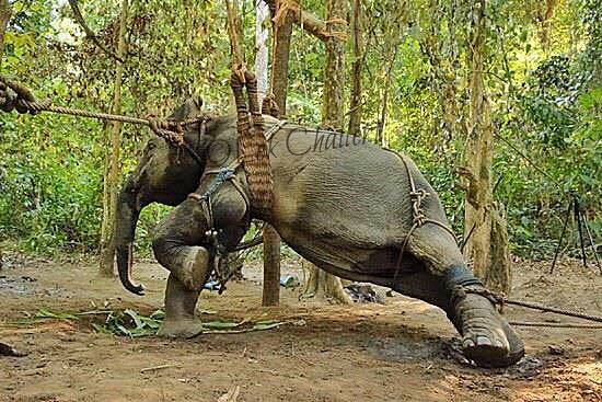 elephant-torture-entrainement-4