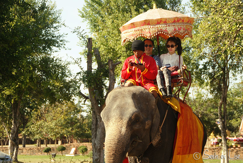 elephant-torture-entrainement-27