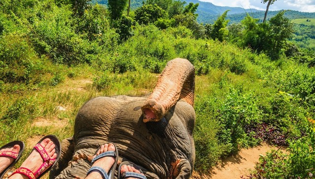 elephant-torture-entrainement-2