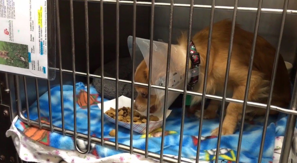 Benjamin-Walker-animal-shelter-6