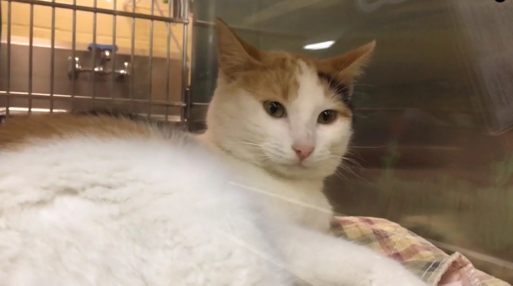 Benjamin-Walker-animal-shelter-8