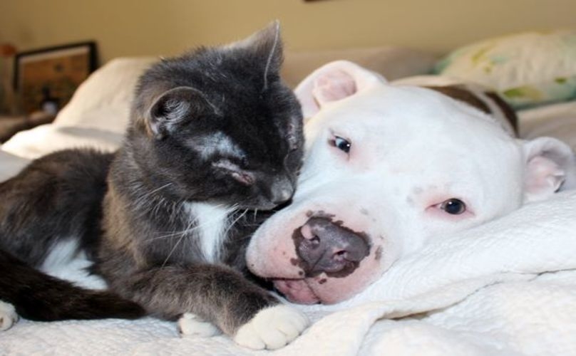 blind-cats-blind-pitbull-2