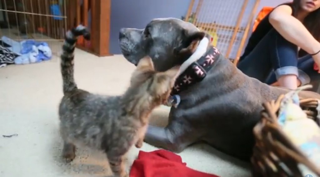 blind-cats-blind-pitbull-9