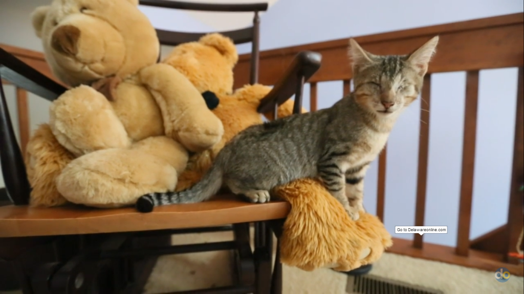 blind-cats-blind-pitbull-1