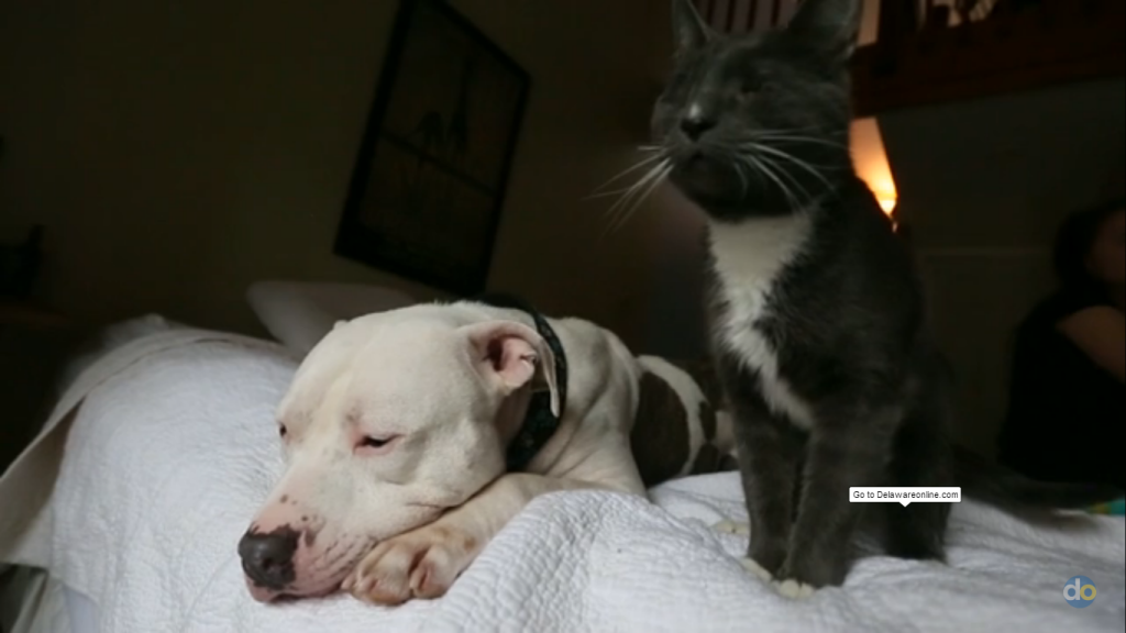 blind-cats-blind-pitbull-6