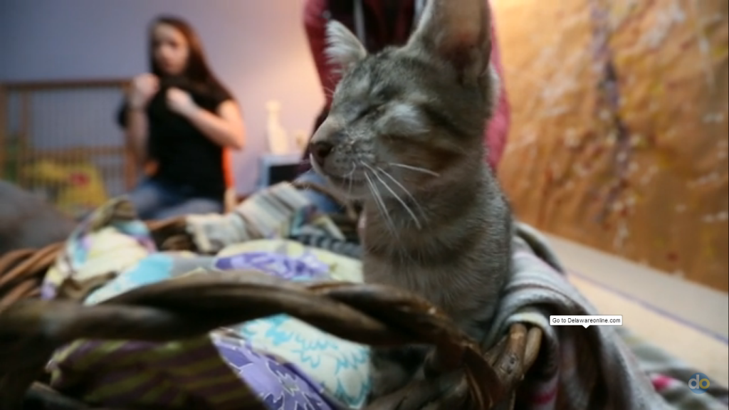 blind-cats-blind-pitbull-4