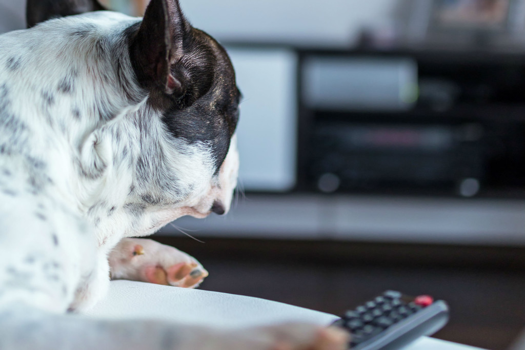 chiens-inseparables-3