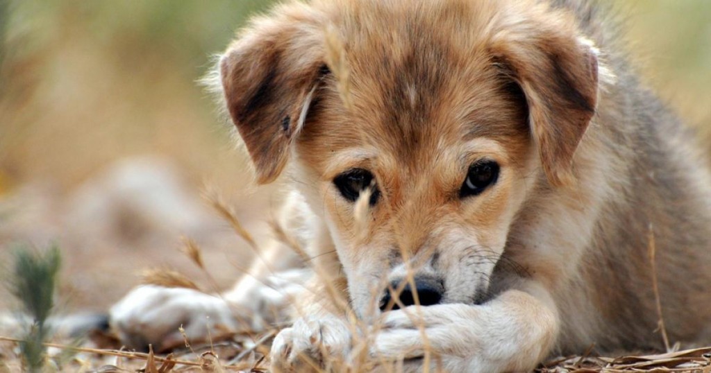 chiens-inseparabels-18