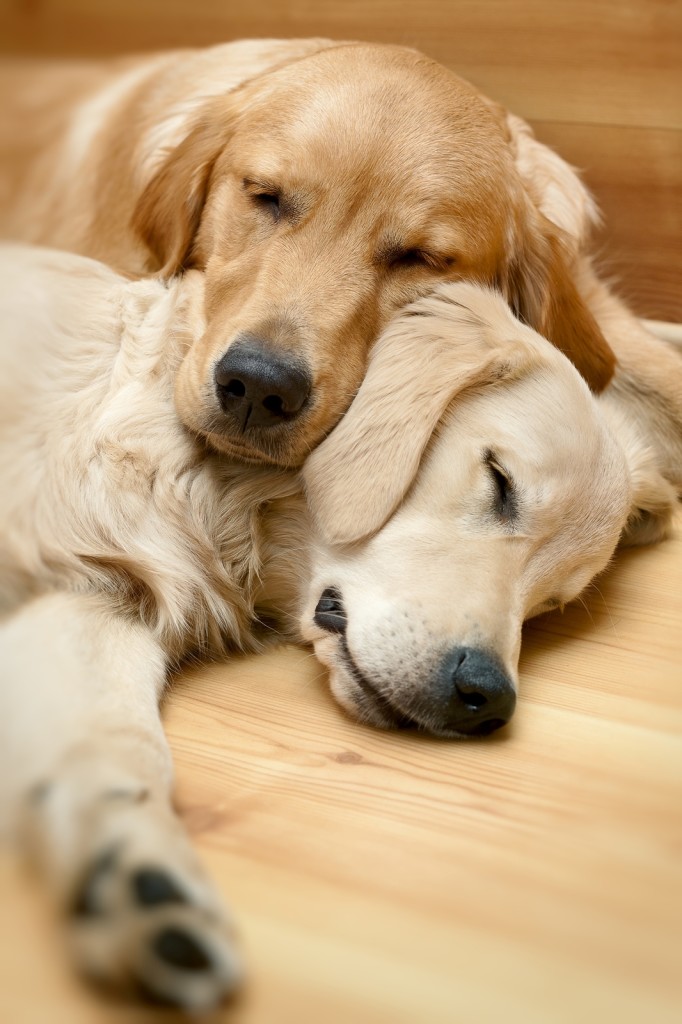 chiens-inseparables-14