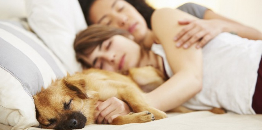 chiens-inseparables-12