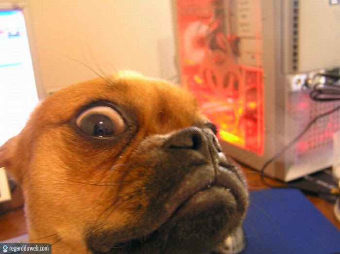 chiens-inseparables-10