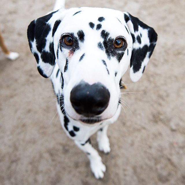 chiens-inseparables-17