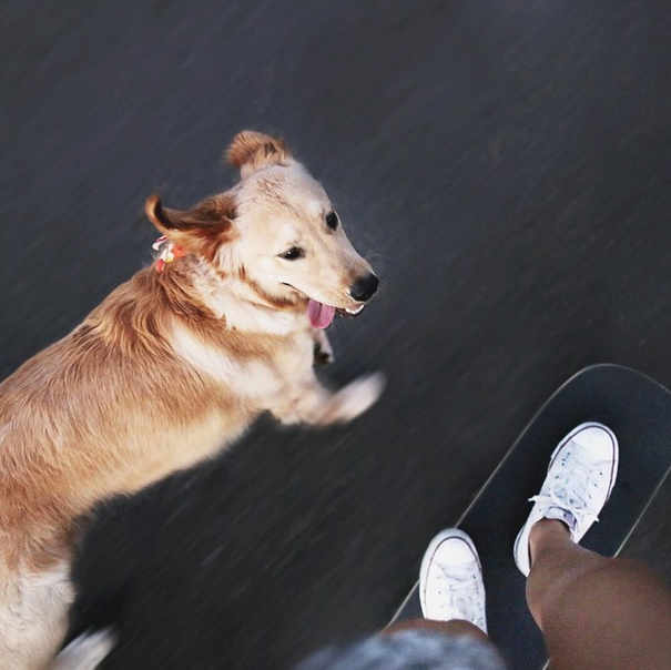 chiens-inseparables-5